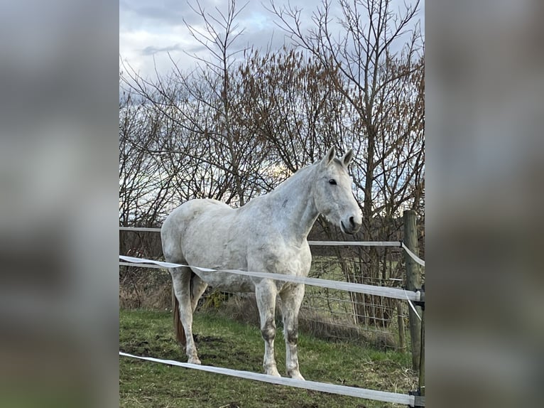 Polish Warmblood Gelding 17 years 17,1 hh Gray in Radolfzell am Bodensee