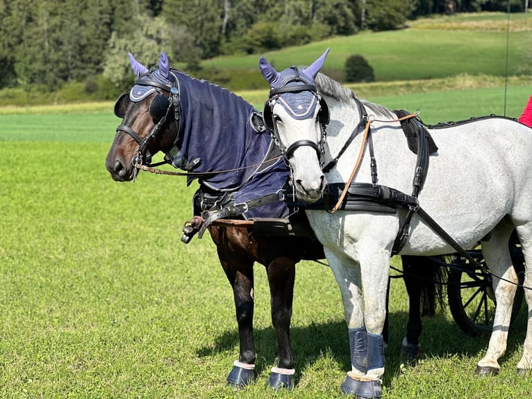 Polish Warmblood Gelding 17 years 17,1 hh Gray in Radolfzell am Bodensee