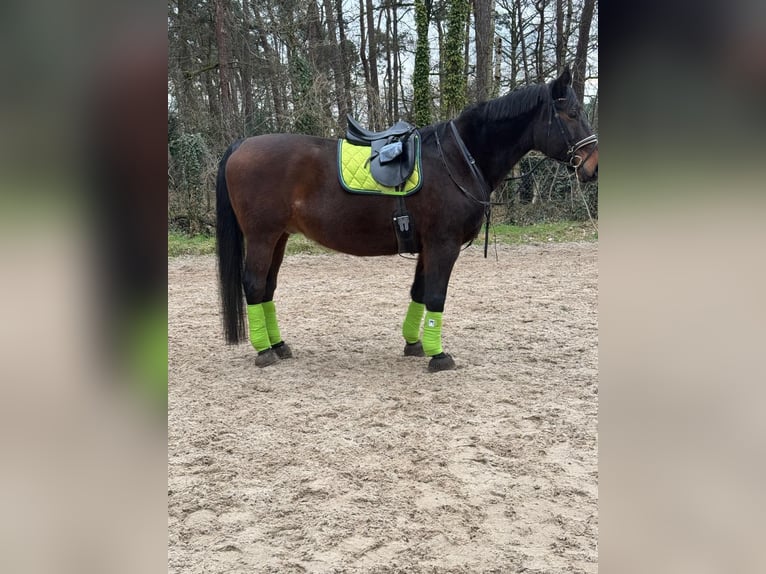 Polish Warmblood Gelding 18 years 16,2 hh Bay-Dark in Versmold