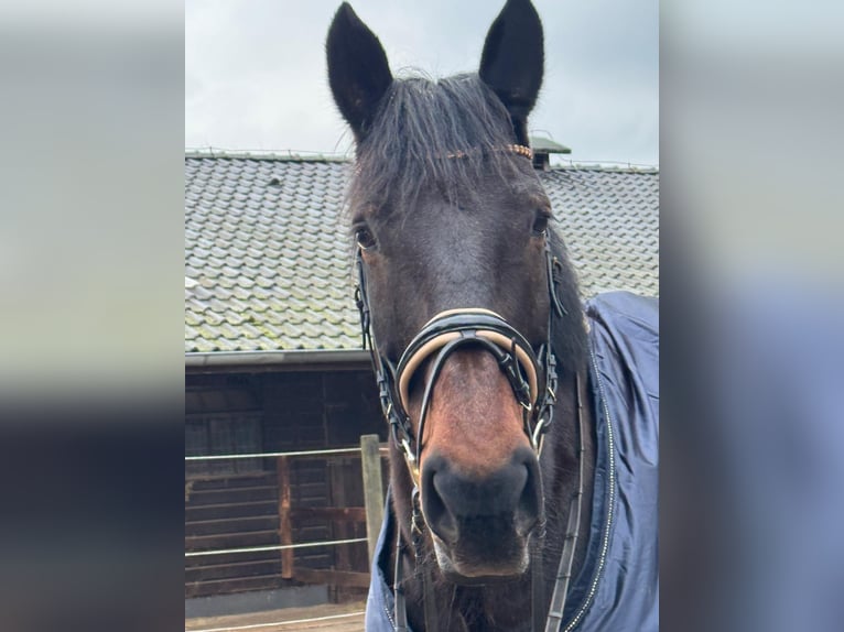 Polish Warmblood Gelding 18 years 16,2 hh Bay-Dark in Versmold