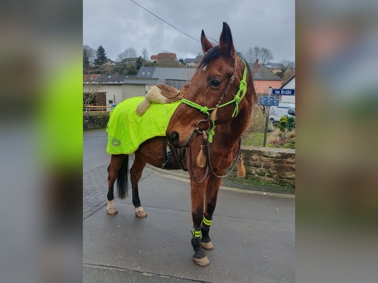 Polish Warmblood Gelding 18 years 16,2 hh Brown in Neidenbach