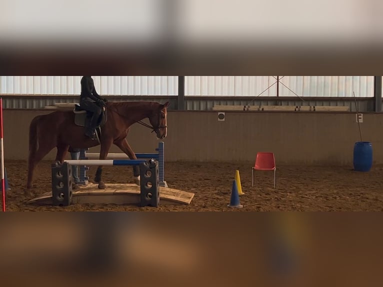 Polish Warmblood Gelding 18 years 16,2 hh Chestnut-Red in Obernburg am Main