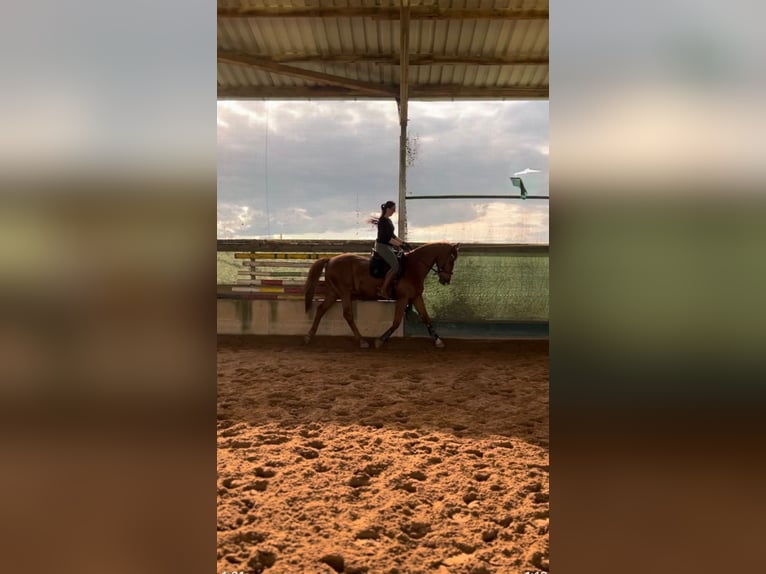 Polish Warmblood Gelding 18 years 16,2 hh Chestnut-Red in Obernburg am Main