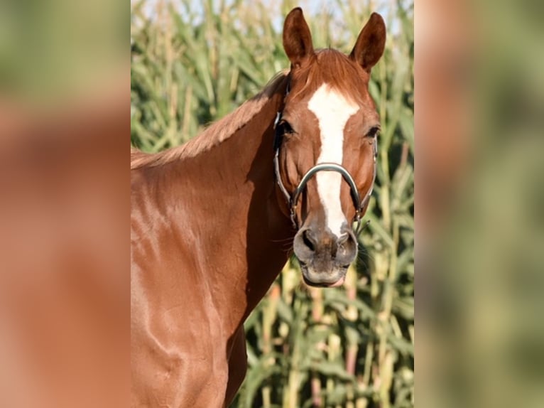 Polish Warmblood Gelding 18 years 16,2 hh Chestnut-Red in Obernburg am Main