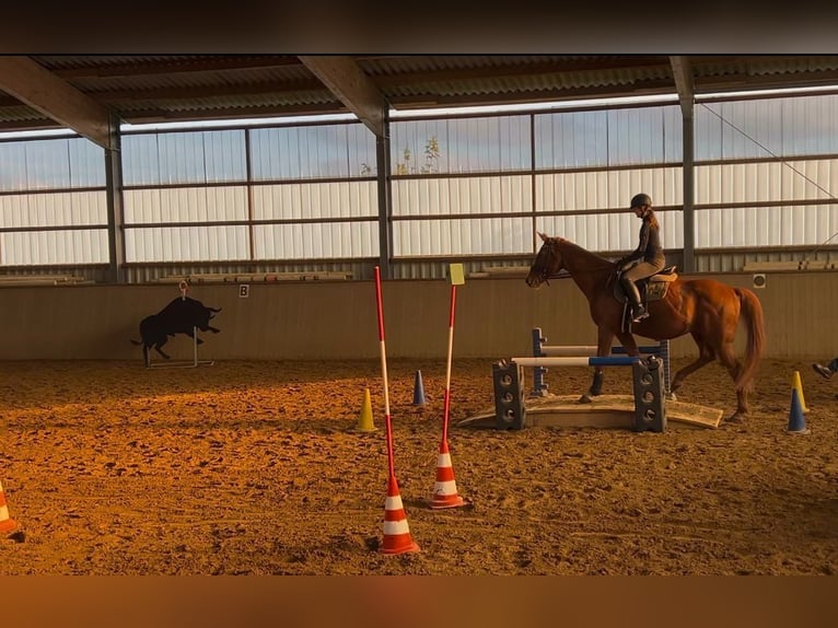 Polish Warmblood Gelding 18 years 16,2 hh Chestnut-Red in Obernburg am Main