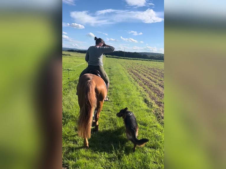 Polish Warmblood Gelding 18 years 16,2 hh Chestnut-Red in Obernburg am Main