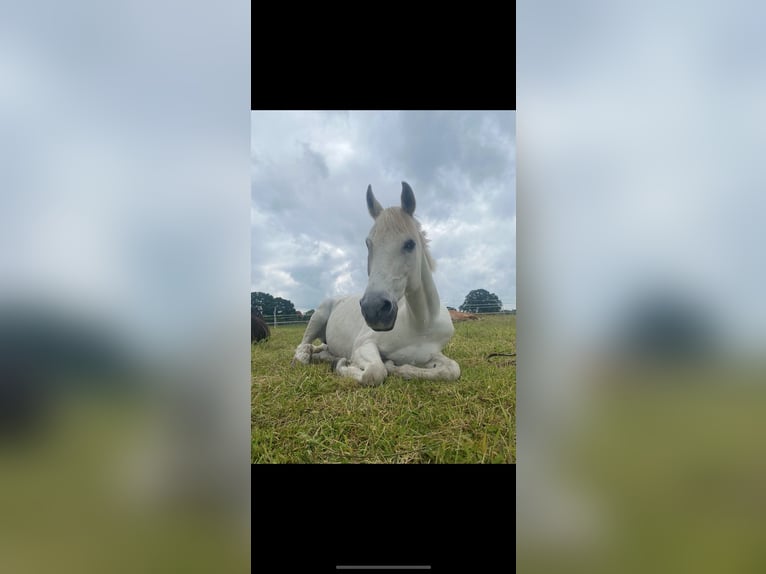 Polish Warmblood Gelding 18 years 16,1 hh in H&#xFC;ttblek