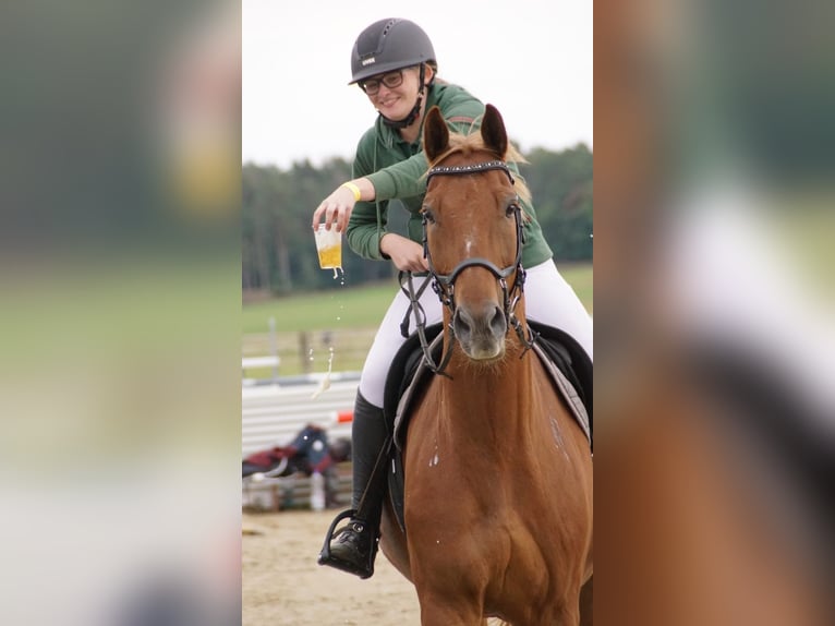 Polish Warmblood Gelding 19 years 16,1 hh Chestnut-Red in Bad Schmiedeberg