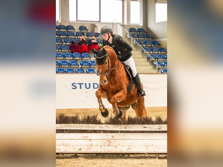 Polish Warmblood Gelding 19 years 16,1 hh Chestnut-Red in Bad Schmiedeberg