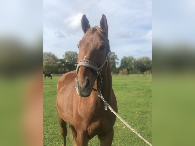 Polish Warmblood Gelding 19 years 16,1 hh Chestnut-Red in Bad Schmiedeberg