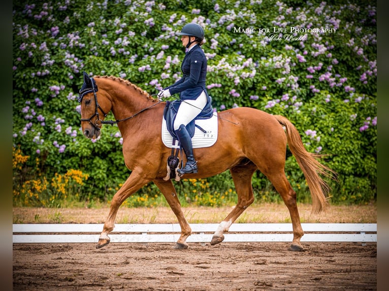 Polish Warmblood Gelding 19 years 16,1 hh Chestnut-Red in Bad Schmiedeberg