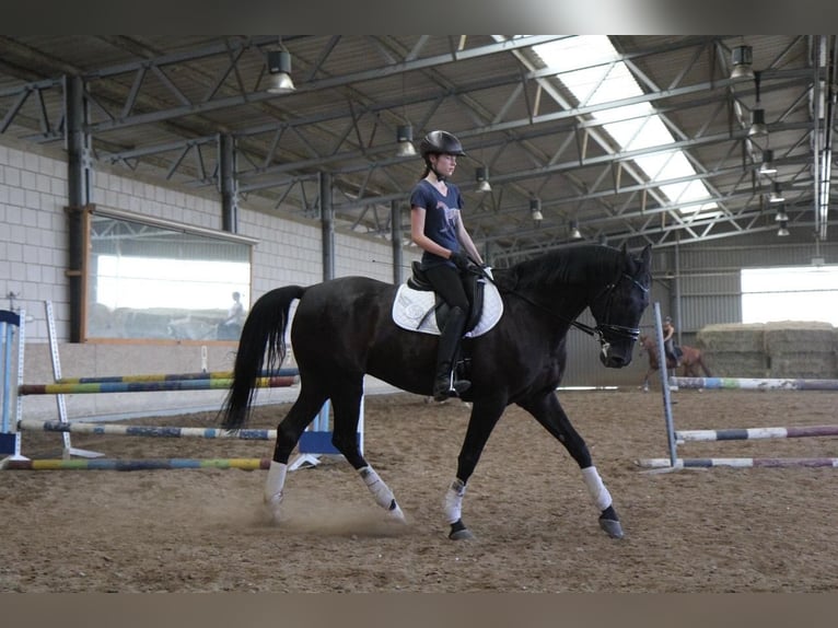 Polish Warmblood Gelding 19 years 16,2 hh Black in Steinweiler