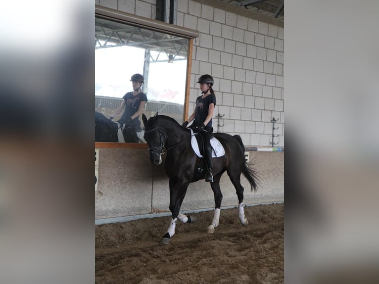 Polish Warmblood Gelding 19 years 16,2 hh Black in Steinweiler