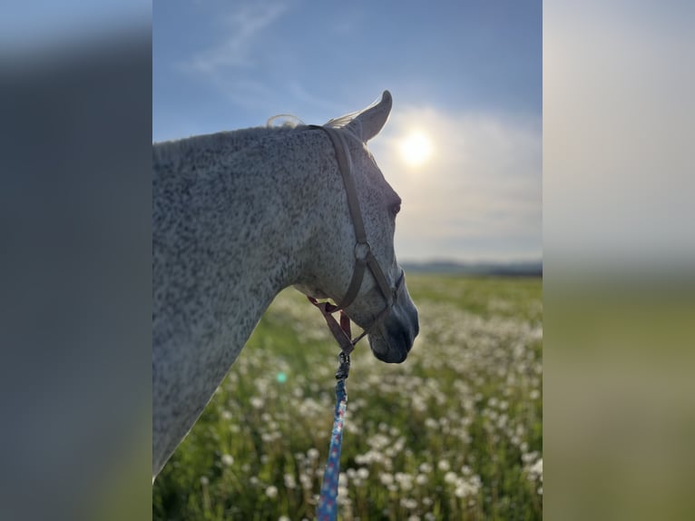 Polish Warmblood Gelding 20 years 15,3 hh Gray-Fleabitten in Schmallenberg