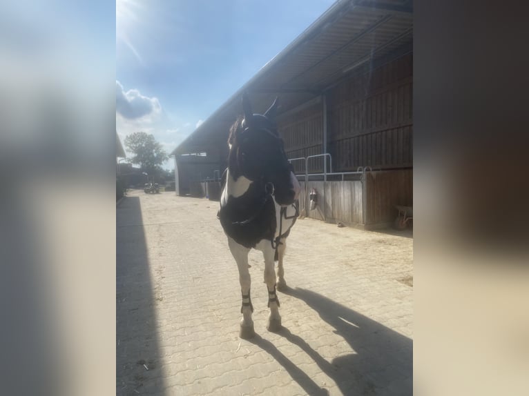 Polish Warmblood Gelding 22 years 15,3 hh Pinto in Neuried