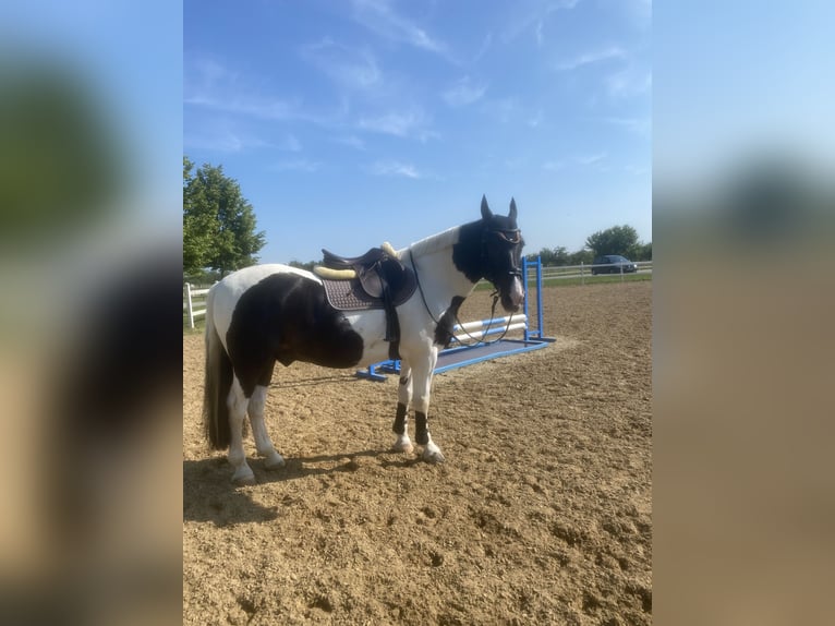 Polish Warmblood Gelding 22 years 15,3 hh Pinto in Neuried