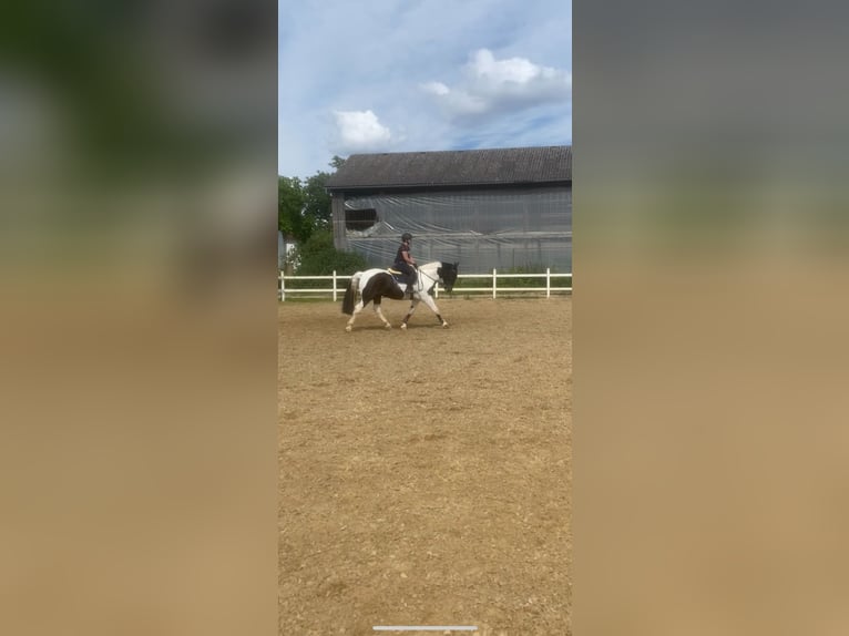 Polish Warmblood Gelding 22 years 15,3 hh Pinto in Neuried