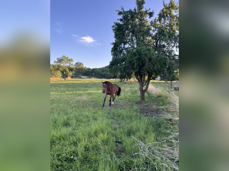 Polish Warmblood Gelding 28 years 16,1 hh Brown in Pfaffschwende