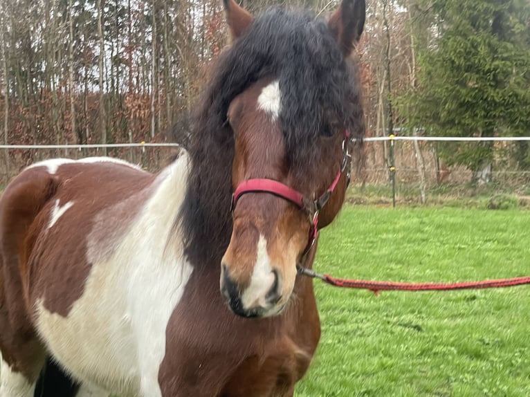 Polish Warmblood Mix Gelding 3 years 15,1 hh Tobiano-all-colors in Fuchstal