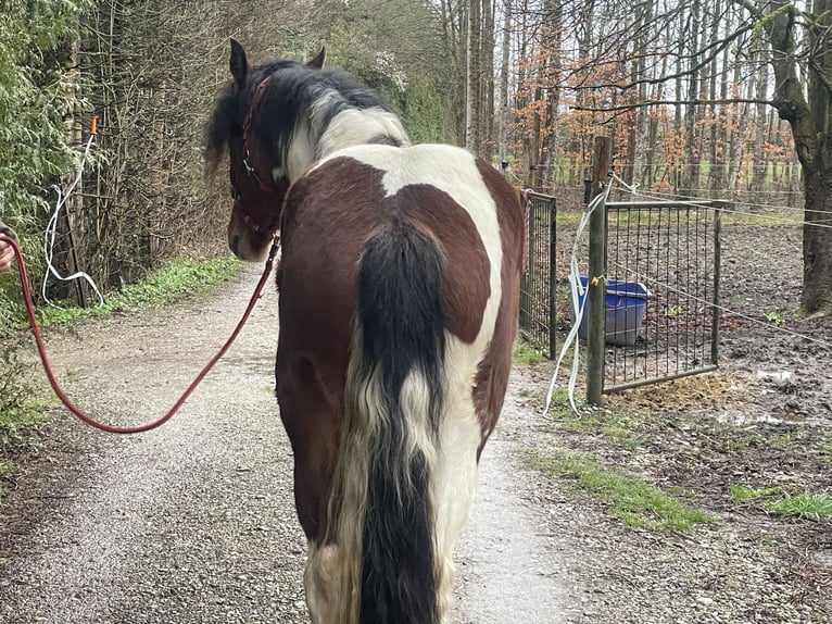 Polish Warmblood Mix Gelding 3 years 15,1 hh Tobiano-all-colors in Fuchstal