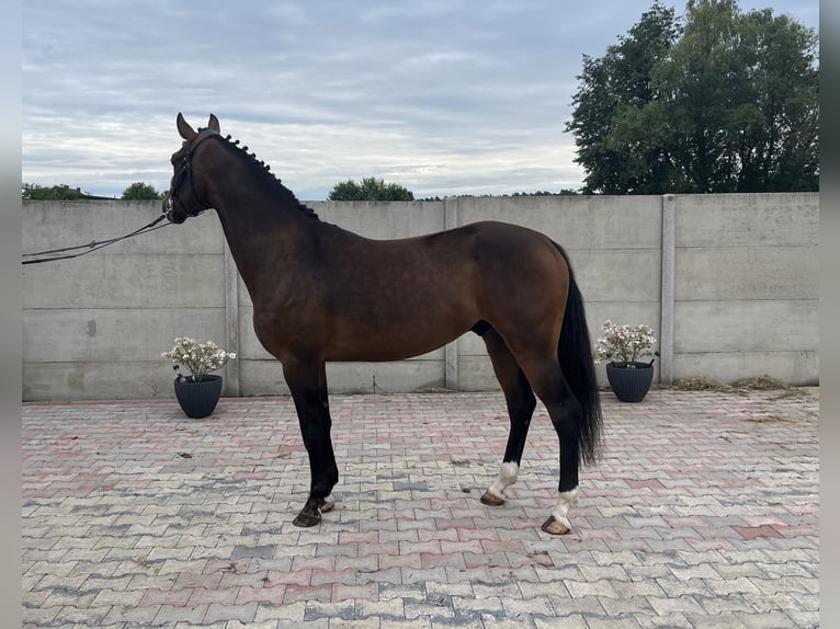 Polish Warmblood Gelding 3 years 15,2 hh Brown in Bralin