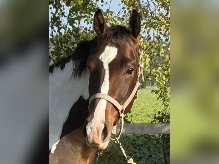 Polish Warmblood Gelding 3 years 15,2 hh Pinto in Wietze