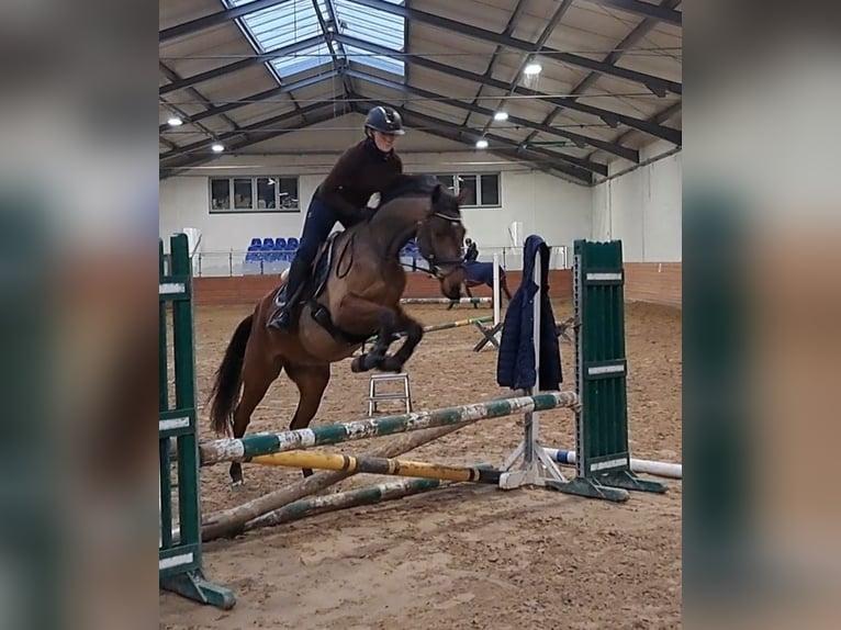 Polish Warmblood Gelding 3 years 15,3 hh Brown in Forst