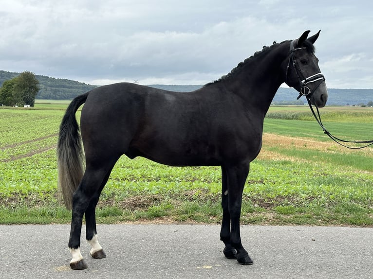 Polish Warmblood Gelding 3 years 16 hh Gray-Dark-Tan in Riedlingen