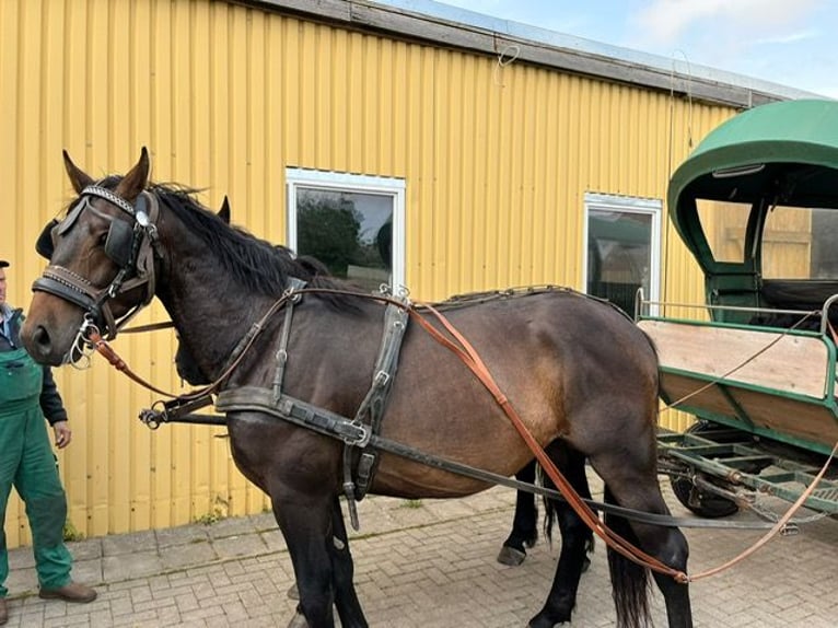 Polish Warmblood Gelding 3 years 16,2 hh Bay-Dark in Neubukow