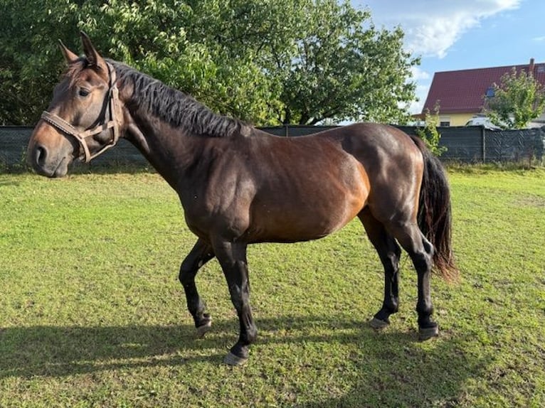 Polish Warmblood Gelding 3 years 16,2 hh Bay-Dark in Neubukow