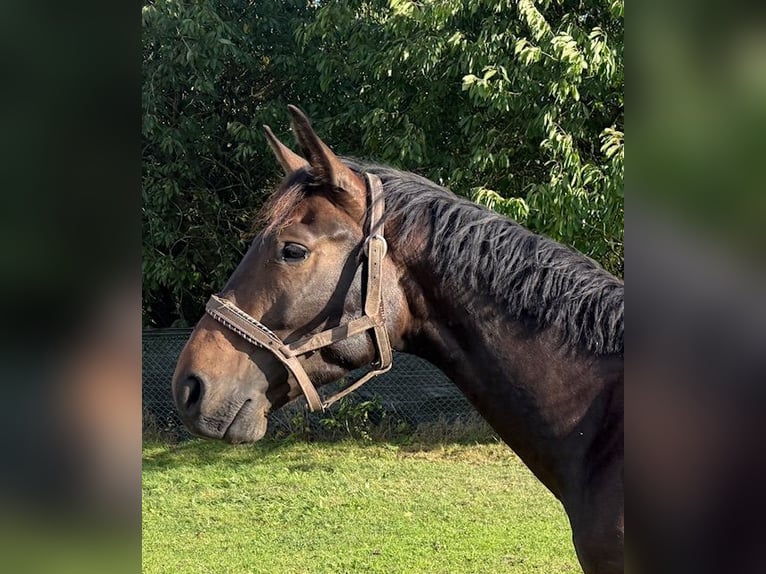 Polish Warmblood Gelding 3 years 16,2 hh Bay-Dark in Neubukow
