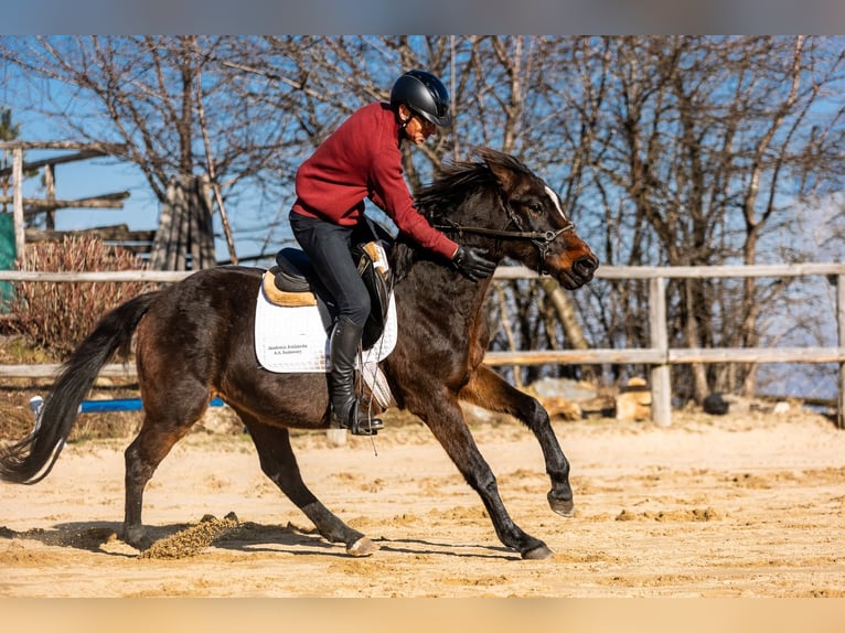 Polish Warmblood Gelding 4 years 14 hh Brown in Lutomia Górna