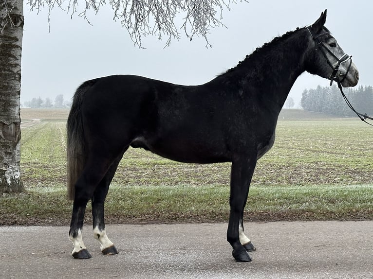 Polish Warmblood Gelding 4 years 15,1 hh Gray-Dark-Tan in Riedlingen