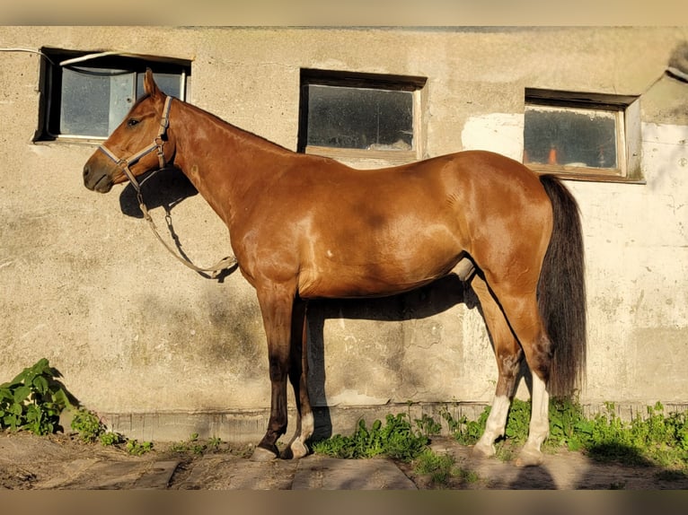 Polish Warmblood Gelding 4 years 15,2 hh Brown in Grudziądz