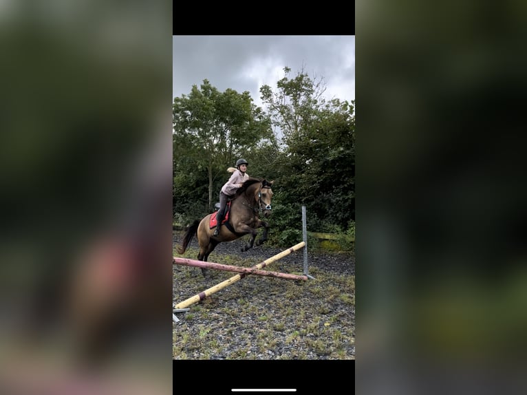 Polish Warmblood Mix Gelding 4 years 15,2 hh Buckskin in Domburg