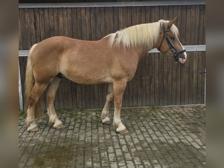 Polish Warmblood Mix Gelding 4 years 15,2 hh Chestnut-Red in Mülheim an der Ruhr