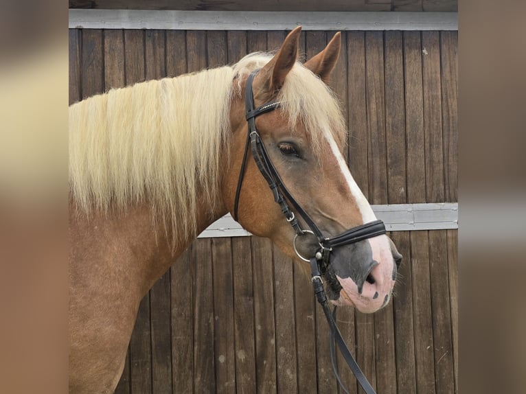 Polish Warmblood Mix Gelding 4 years 15,2 hh Chestnut-Red in Mülheim an der Ruhr