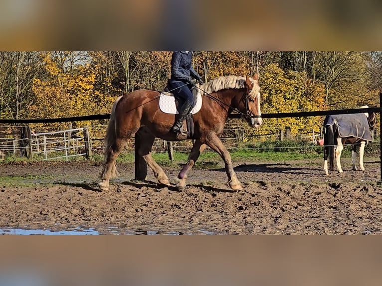 Polish Warmblood Mix Gelding 4 years 15,2 hh Chestnut-Red in Mülheim an der Ruhr