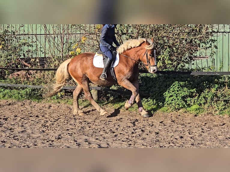 Polish Warmblood Mix Gelding 4 years 15,2 hh Chestnut-Red in Mülheim an der Ruhr