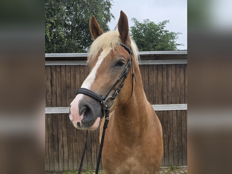 Polish Warmblood Mix Gelding 4 years 15,2 hh Chestnut-Red in Mülheim an der Ruhr