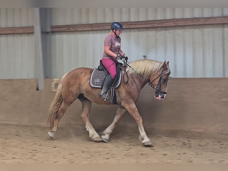 Polish Warmblood Mix Gelding 4 years 15,2 hh Chestnut-Red in Mülheim an der Ruhr