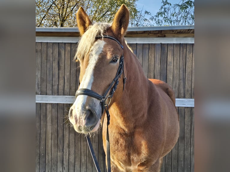 Polish Warmblood Mix Gelding 4 years 15,2 hh Chestnut-Red in Mülheim an der Ruhr