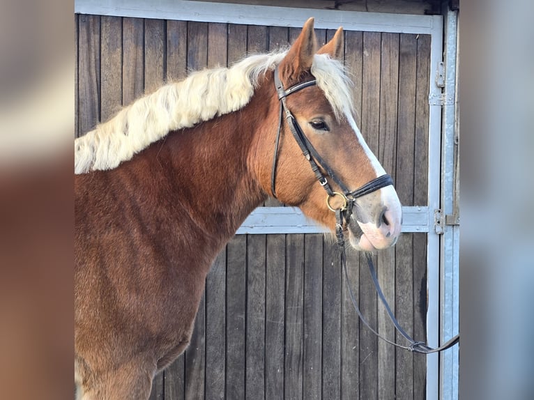 Polish Warmblood Mix Gelding 4 years 15,2 hh Chestnut-Red in Mülheim an der Ruhr