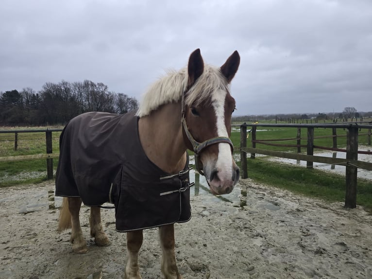 Polish Warmblood Mix Gelding 4 years 15,2 hh Chestnut-Red in Mülheim an der Ruhr