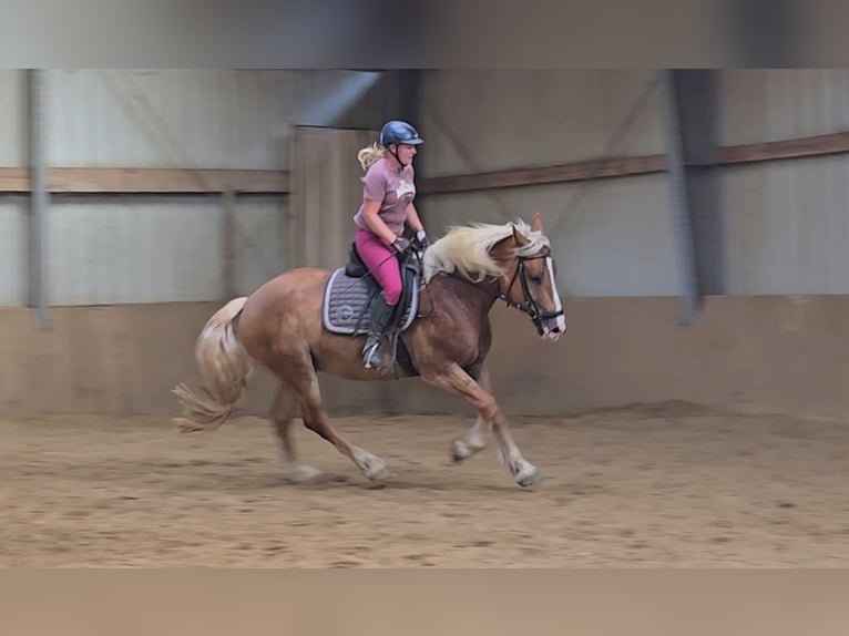 Polish Warmblood Mix Gelding 4 years 15,2 hh Chestnut-Red in Mülheim an der Ruhr