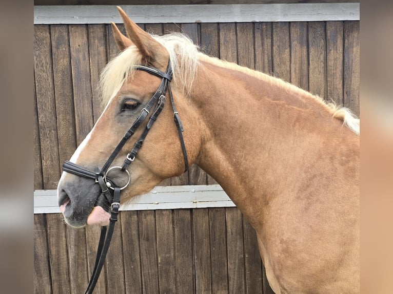 Polish Warmblood Mix Gelding 4 years 15,2 hh Chestnut-Red in Mülheim an der Ruhr