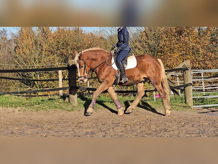 Polish Warmblood Mix Gelding 4 years 15,2 hh Chestnut-Red in Mülheim an der Ruhr