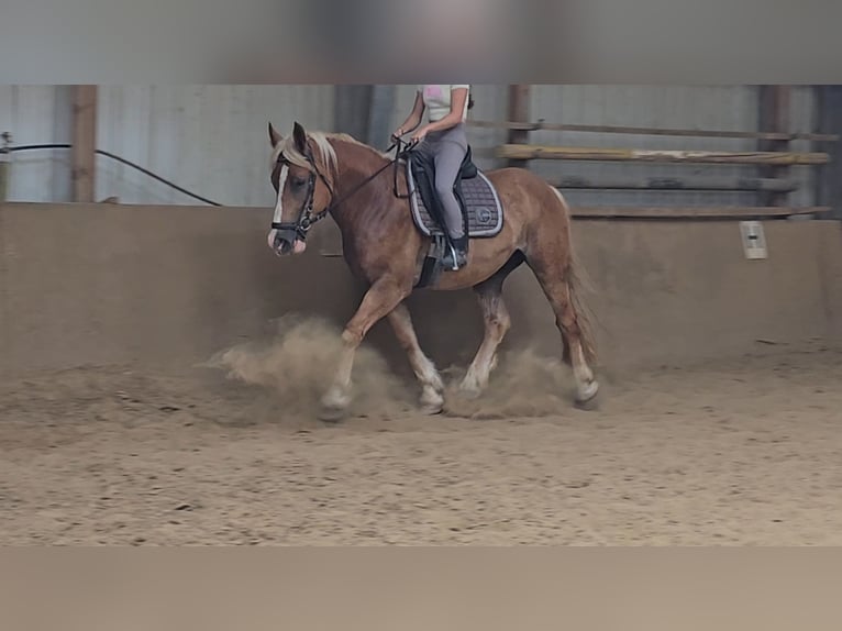 Polish Warmblood Mix Gelding 4 years 15,2 hh Chestnut-Red in Mülheim an der Ruhr