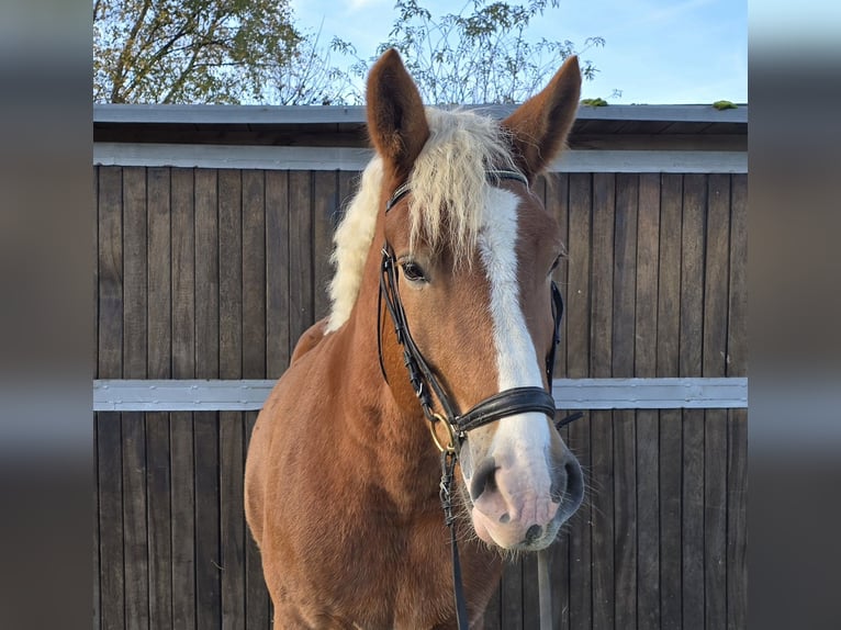 Polish Warmblood Mix Gelding 4 years 15,2 hh Chestnut-Red in Mülheim an der Ruhr