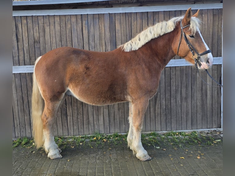 Polish Warmblood Mix Gelding 4 years 15,2 hh Chestnut-Red in Mülheim an der Ruhr